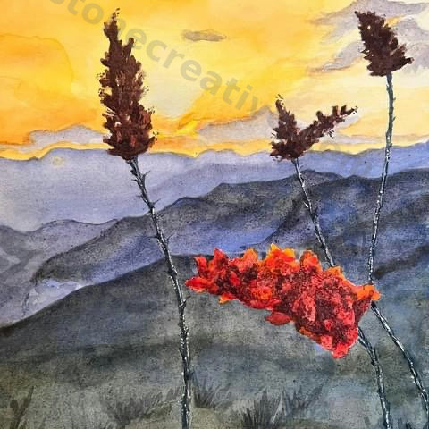 Ocotilla at Sunset